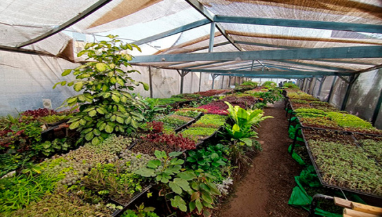 Entrega de Plantas en Lorenzana: Una Iniciativa Ambiental para la Comunidad