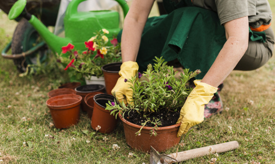 Cuadros impulsa el empleo con un nuevo programa de formación en jardinería y viverismo
